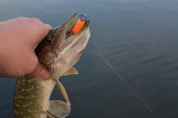 Summer fishing, pike fishing, spinning on the lake