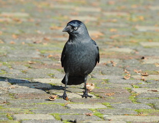 The western jackdaw (Coloeus monedula),  the Eurasian jackdaw, the European jackdaw, the jackdaw