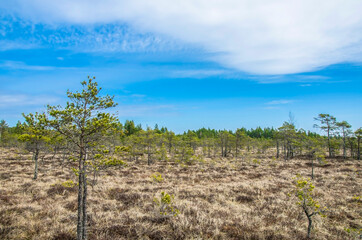 Fototapeta na wymiar View of the beautiful nature in swamp - conifer trees, moss in Great Kemeri Bog Boardwalk, Latvia, Europe