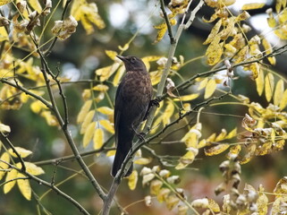 The common blackbird (Turdus merula), Eurasian blackbird