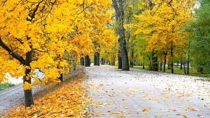 kolory jesiennych drzew w parku