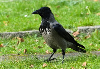 The hooded crow (Corvus cornix)