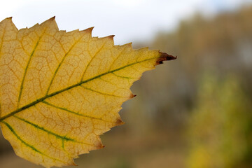 leaf,autumn