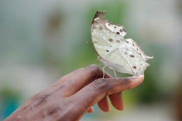 Black and white connection