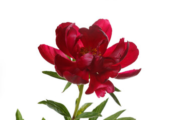 Dark red peony flower isolated on white background.