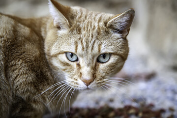 Orange tabby street cat