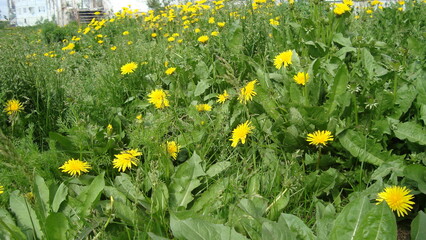 yellow flowers of the North macrophotography time of year summer