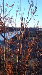 the leaves turn yellow the beginning of autumn the sun seeps through the branches and leaves of trees