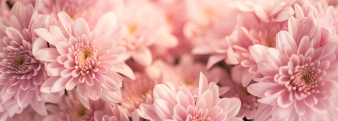 Closeup of beautiful nature pink flower using as background natural plants ecology cover page concept.