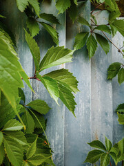 green leaves on a wall