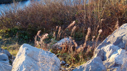 the leaves turn yellow the beginning of autumn the sun seeps through the branches and leaves of trees
