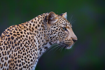 Fototapeta na wymiar Portrait of a Leopard with a green background in Sabi Sands game reserve in the Greater Kruger Region in South Africa