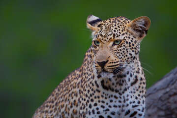 Obraz premium Portrait of a Leopard with a green background in Sabi Sands game reserve in the Greater Kruger Region in South Africa