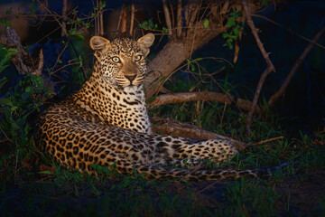Leopard resting at night in Sabi Sands game reserve in the Greater Kruger Region in South Africa