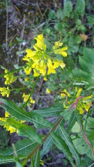 yellow flowers of the North macrophotography time of year summer