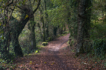 Fototapeta premium Forest track leads into an eerie dark forest