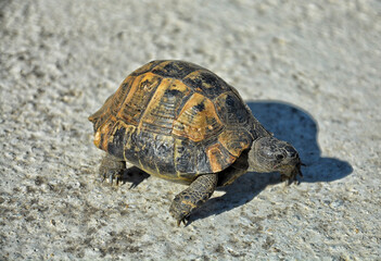 A tortoise is walking in the city.