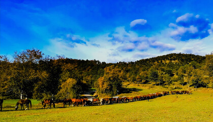 Fototapeta premium autumn landscape with trees