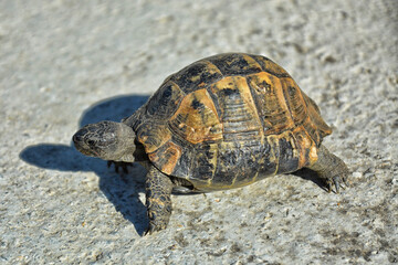 A tortoise is walking.