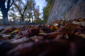 Fallen colored leaves and in autumn in the city of Prague in the Czech Republic