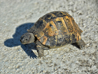 A tortoise in the city.