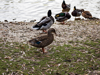 Mrs Mallard