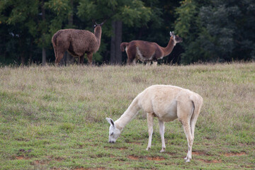 Llama grazing in a field