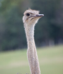Ostrich outdoors in nature