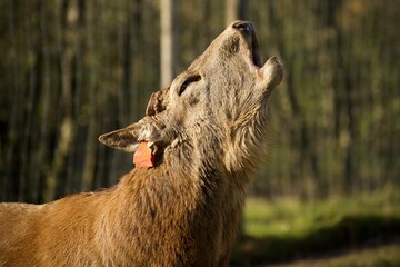 The deer advertises itself in the forest © Didzis