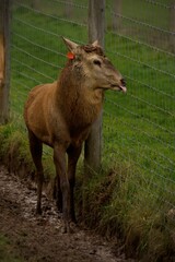 deer in the forest