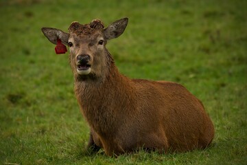 The deer advertises itself in the forest