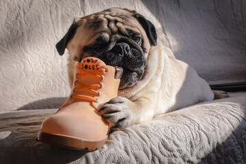 
A beige funny pug lies on the bed and plays (gnaws) with an orange boot that says lost soles, dog grabbed with paws a toy
