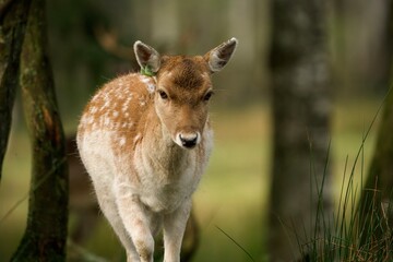 The deer advertises itself in the forest