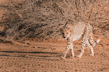Beautiful african cheetah