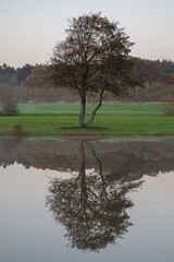 Solitary tree with full reflection in a tranquil pond