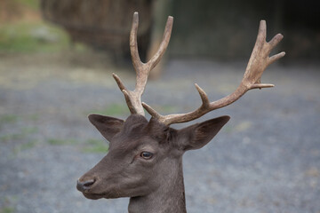 Deer with horns enjoying the outdoors