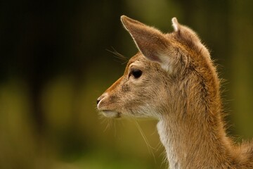 The deer advertises itself in the forest
