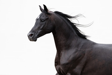 Obraz na płótnie Canvas Head of a beautiful black arabian horse with long mane on white background, portrait in motion closeup.