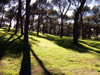 Parque de pinos en primavera