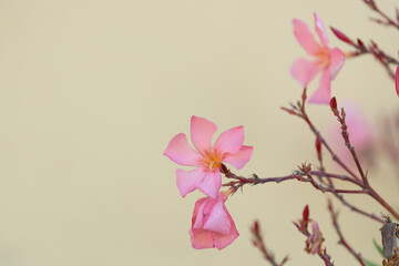 Beautiful oleander flower in a decorative garden.