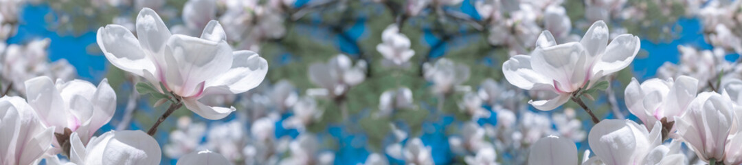 White magnolia flowers in the sun. - obrazy, fototapety, plakaty