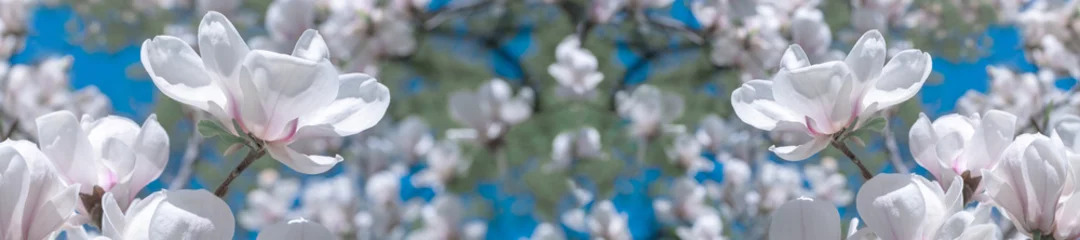 Zelfklevend Fotobehang White magnolia flowers in the sun. © lms_lms