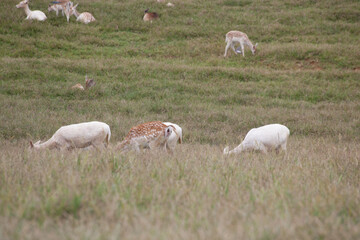 Obraz premium Spotted deer in a field
