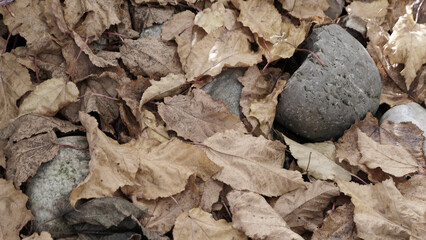 Beautiful autumn leaf background mixed with pebble stones