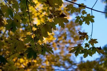 Fototapeta premium Blick in die Baumkrone mit gelben und grünen Ahornblätter