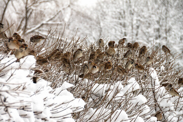 many sparrows sit on branches during a snowfall.