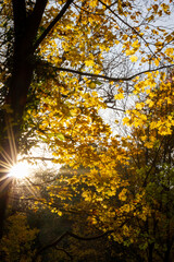 Herbst im Wald mit Sonnen Gegenlichtaufnahme mit buntem Laub