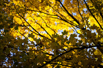 Blick durch das Blattwerk eines bunten Herbstlaubes