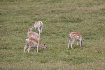 Spotted deer in a field
