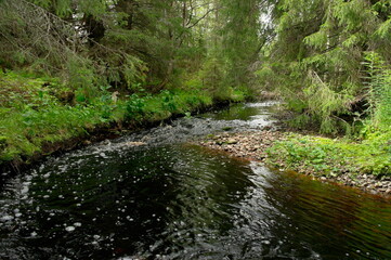 Obraz premium taiga river in the Primorsky territory of Russia